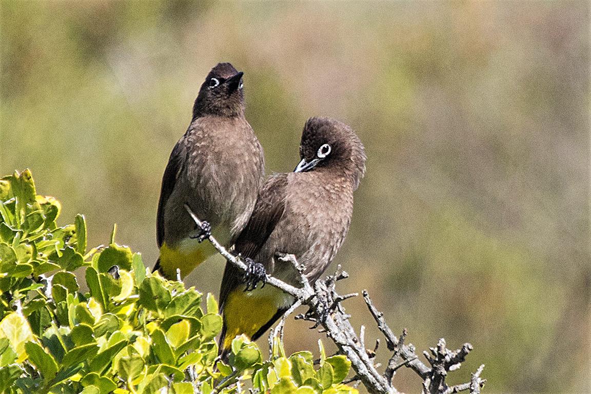 Cape Bulbul Leisure Island South Africa