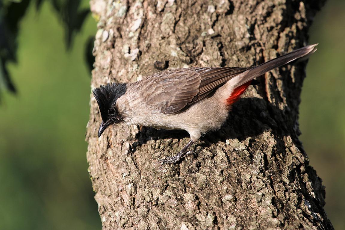 Sooty-headed Bulbul Pai Thailand