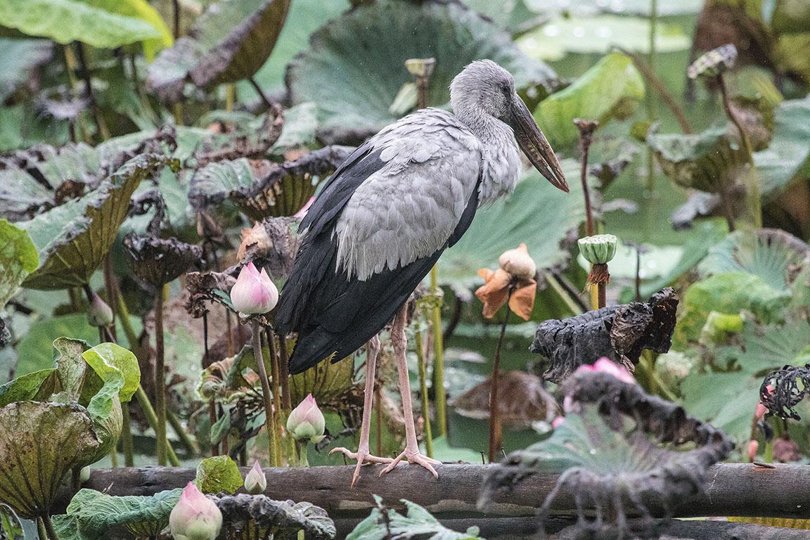 Asian Openbill Ayutthaya Thailand