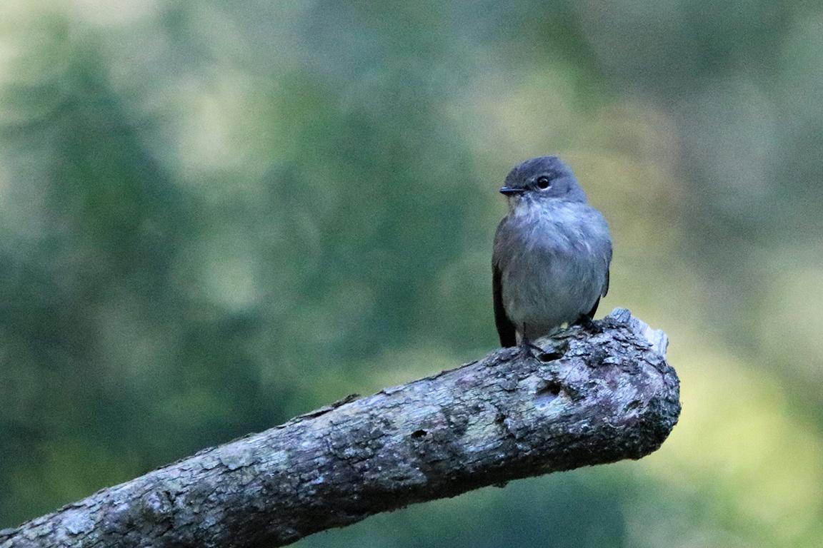 African Dusk Flycatcher Wilderness National Park South Africa