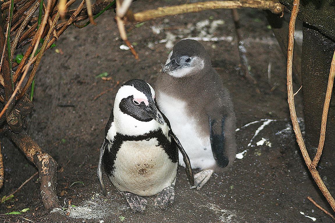 African Penguin  South Africa