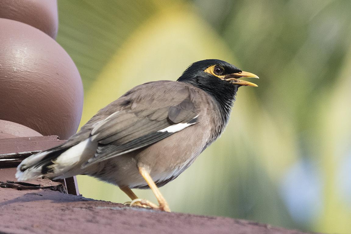 Indian Myna Phuket Thailand