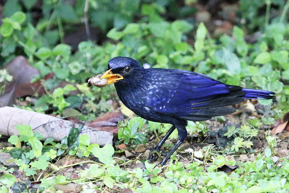 Blue Whistling Thrush Thailand