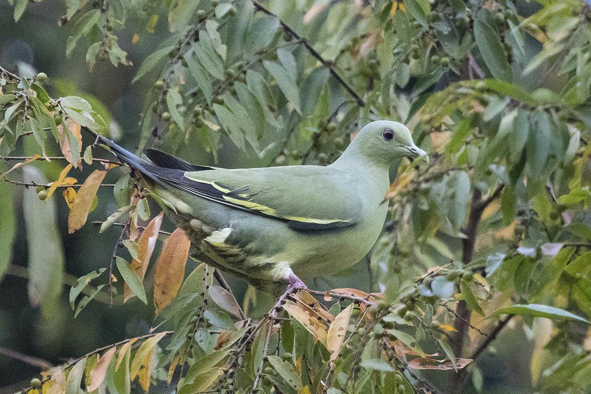 Orange-breasted Green Pigeon Thailand