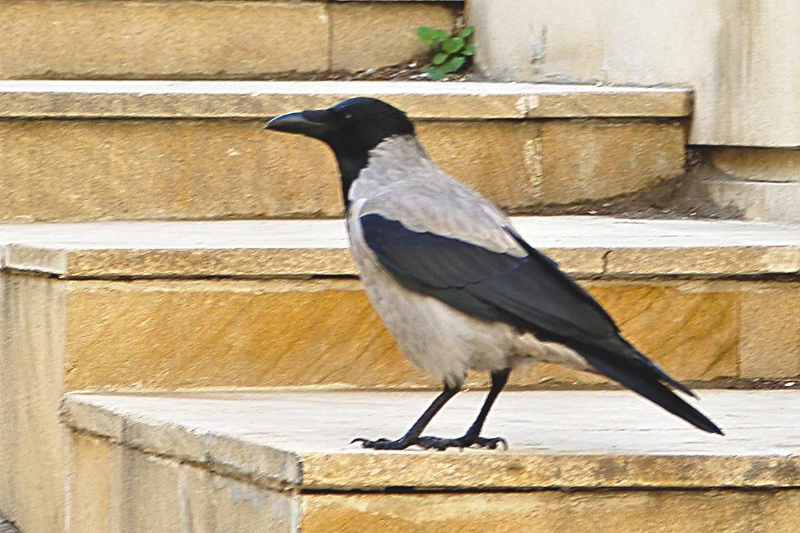 Hooded Crow Azerbaijan