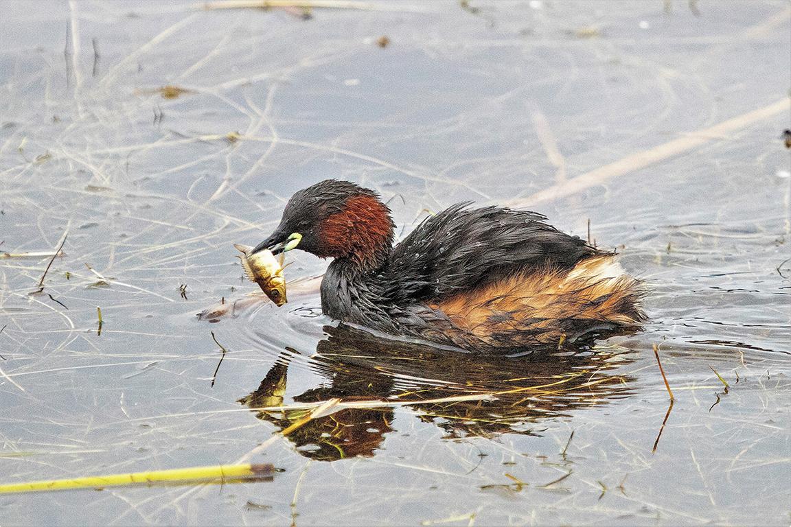 Little Grebe South Africa