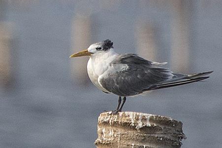 Greater Crested Tern  Thailand