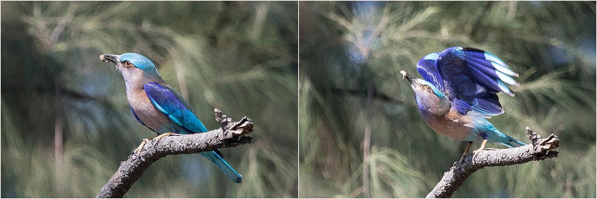 Indian Roller Phuket Thailand