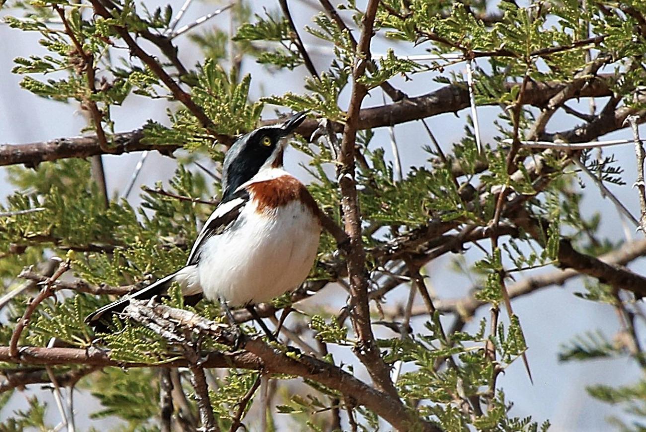 Chinspot Batis Central Kruger