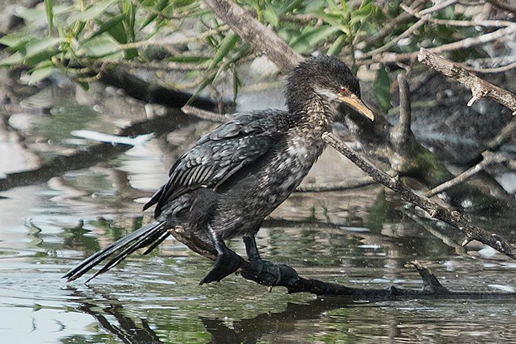 Reed Cormorant