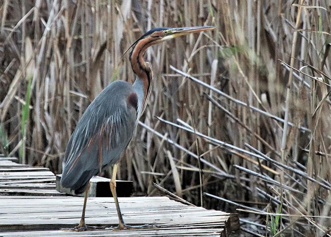 Purple Heron