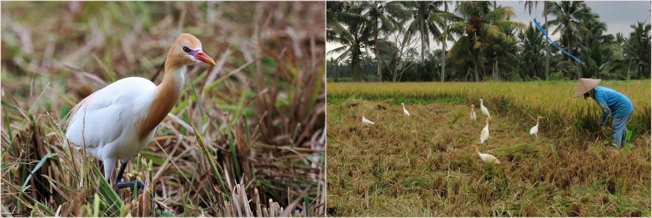 Cattle Egret Bali