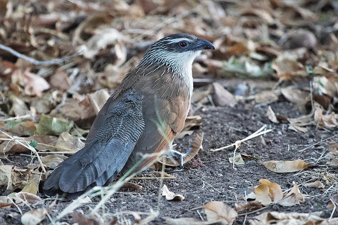 Whie-browed Coucal