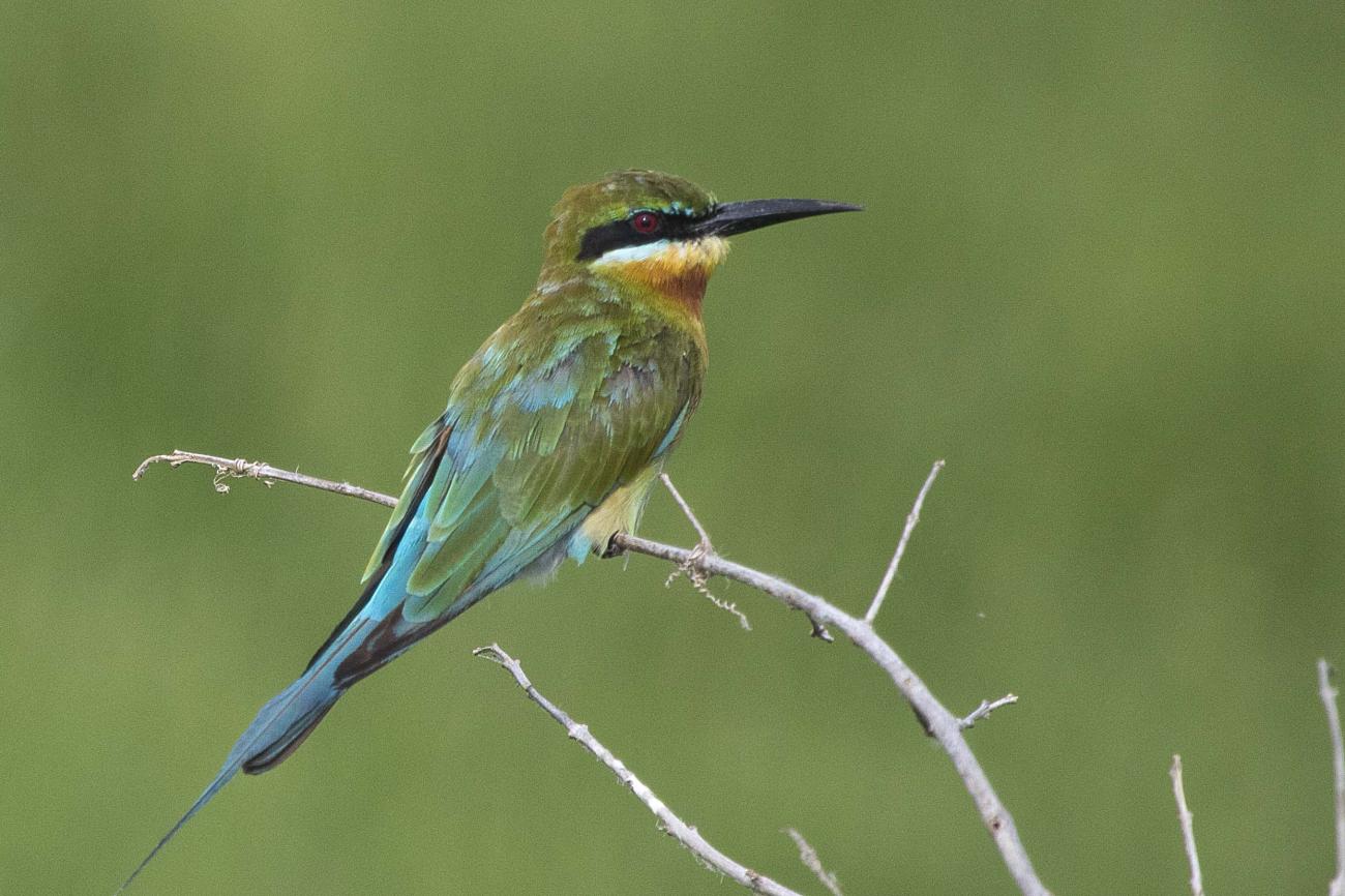 Blue-tailed Bee-eater Thailand