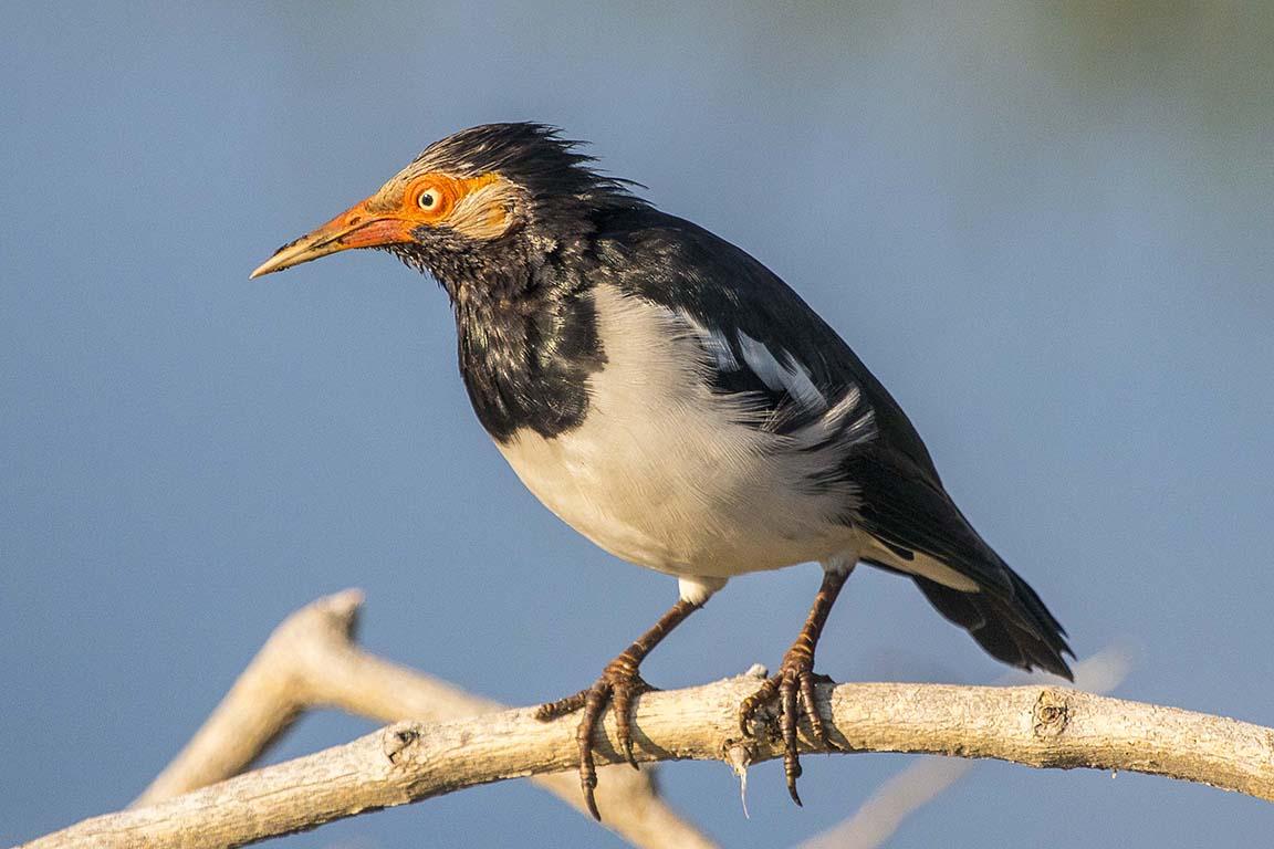 Pied Starling
