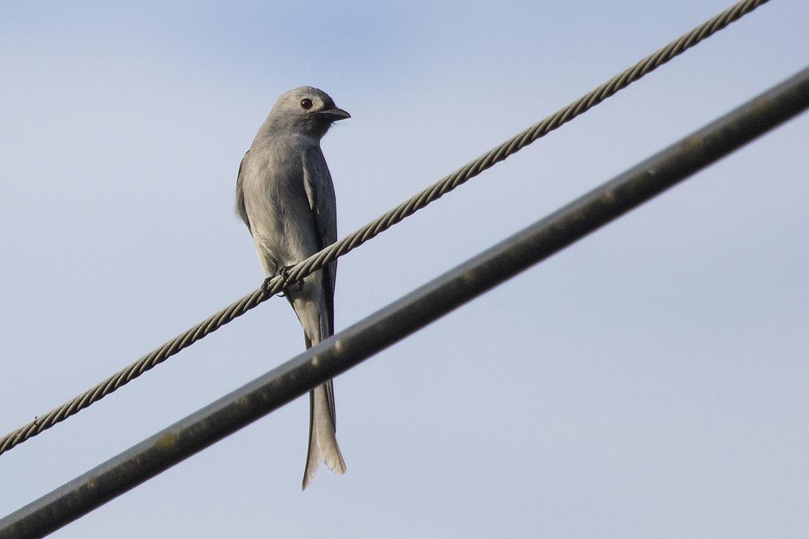 Ashy Drongo