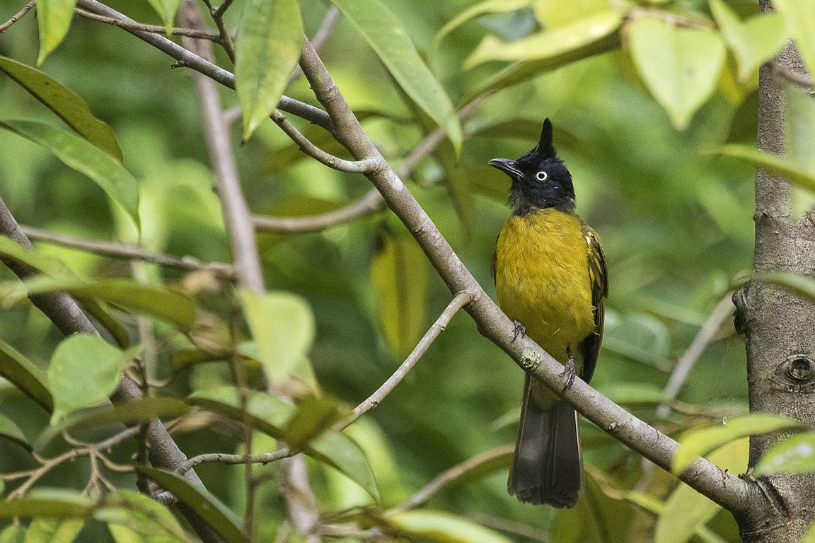 Black-crested Bulbul