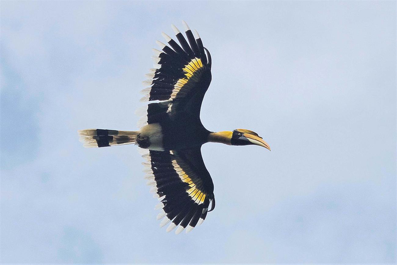 Great Hornbill