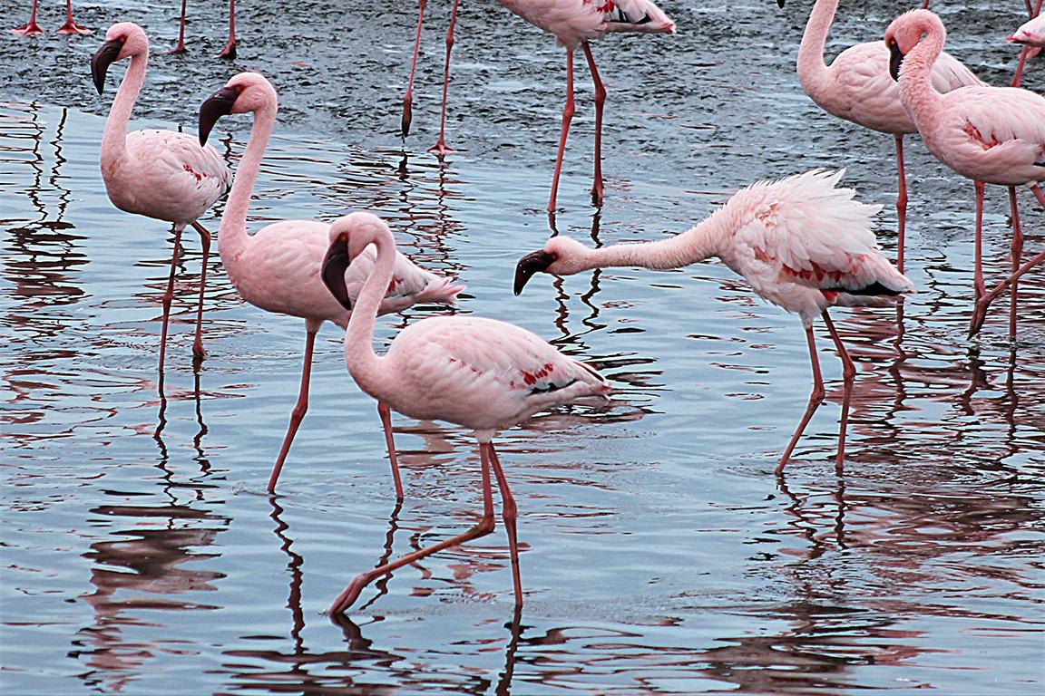 Lesser Flamingo