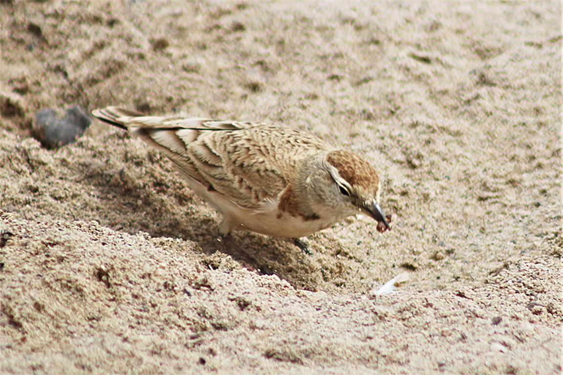 Dune Lark