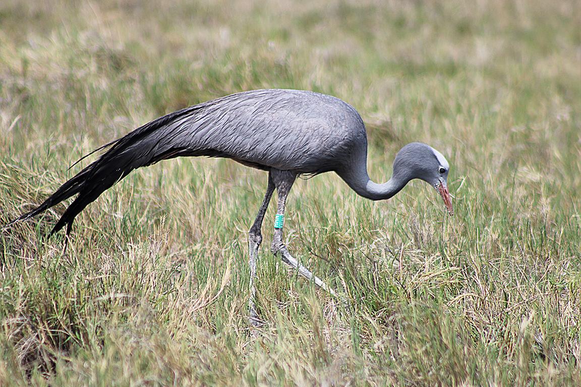 Blue Crane