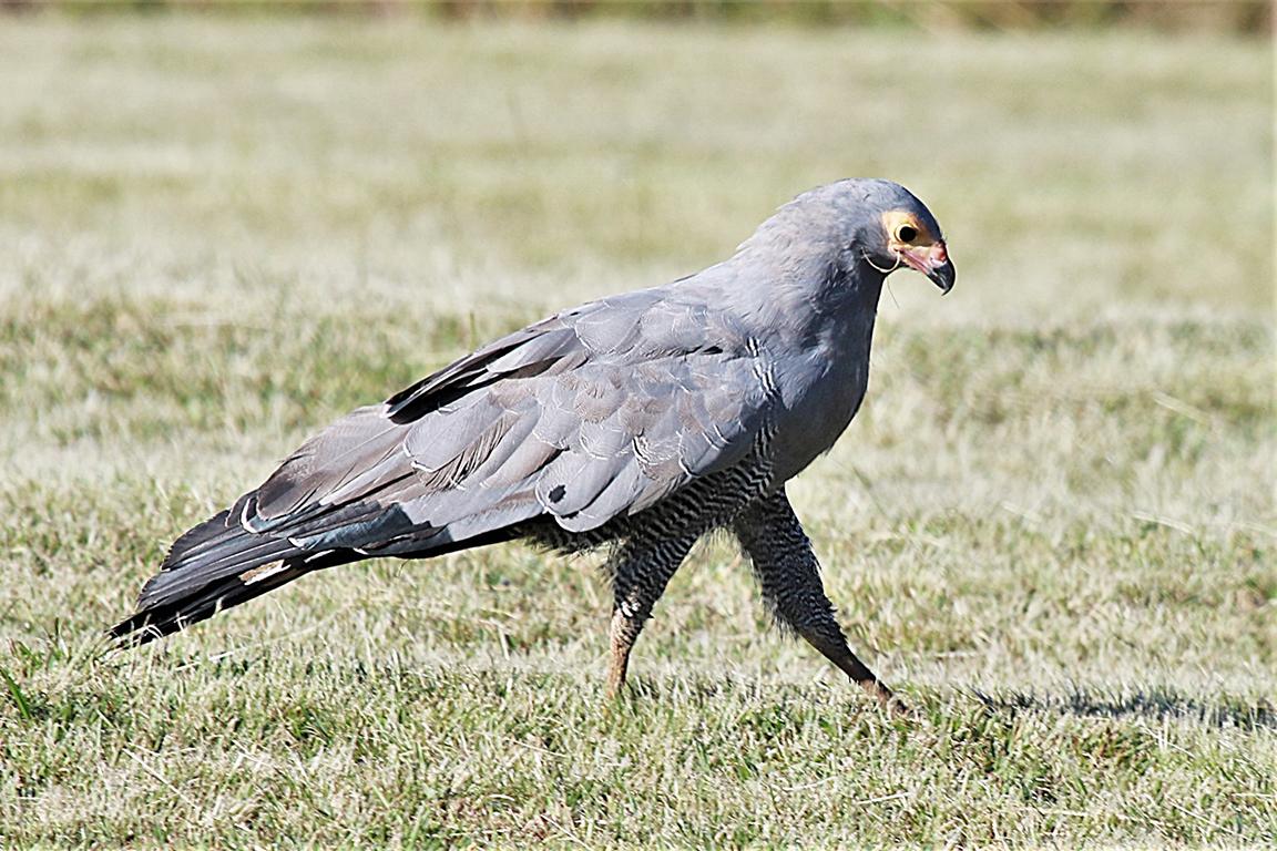 African Harrier-hawk