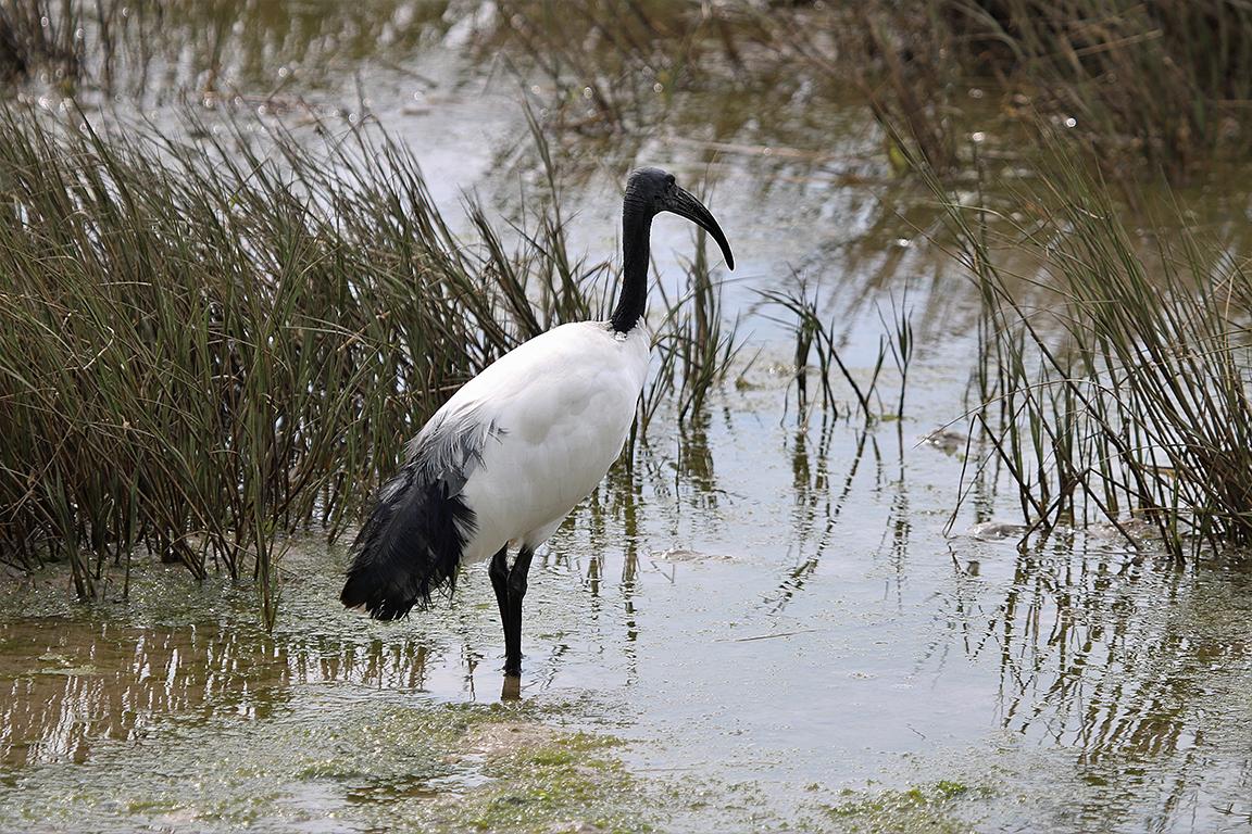 Sacred Ibis