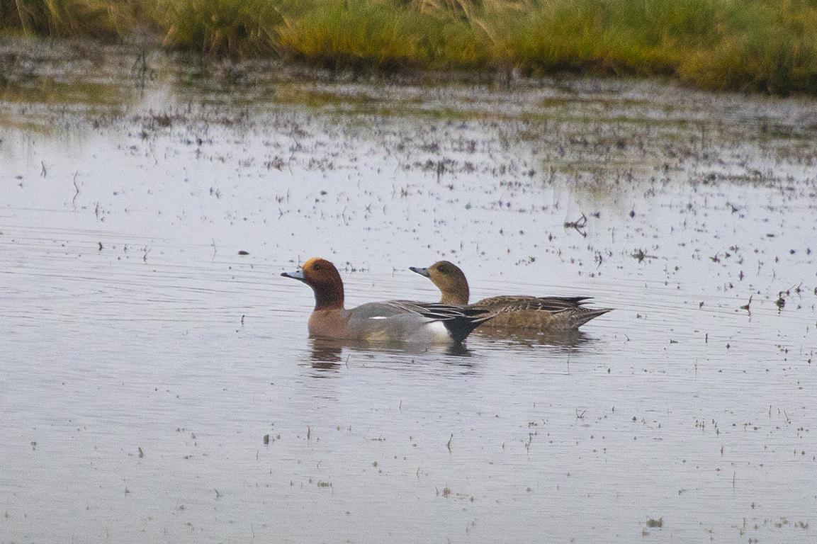 Common Pochard