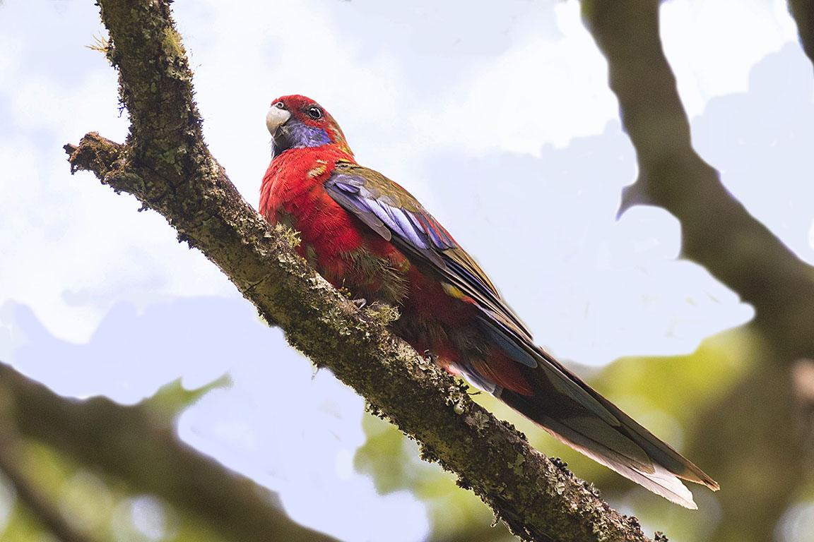 Crimson Rosella