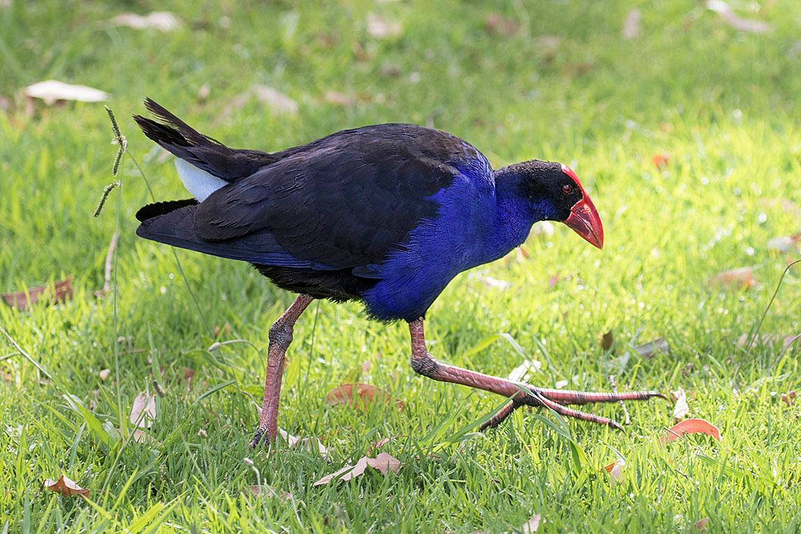 Australian Swamphen