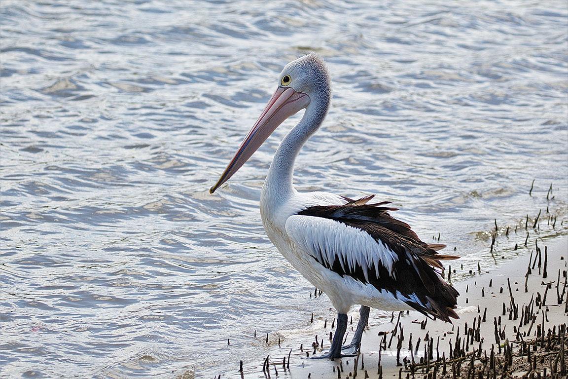 Ausstralian Pelican