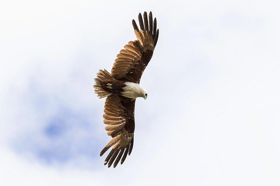 Brahminy Kite