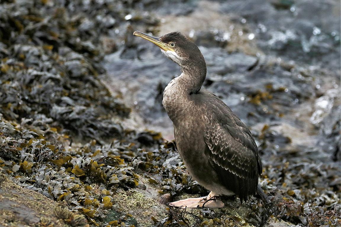 Great Cormorant