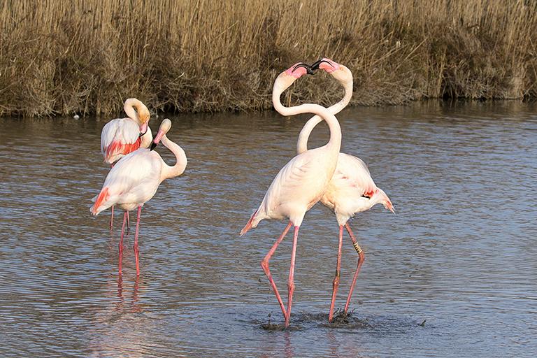 Greater Flamingos