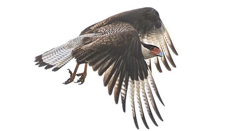 Southern Crested Caracara