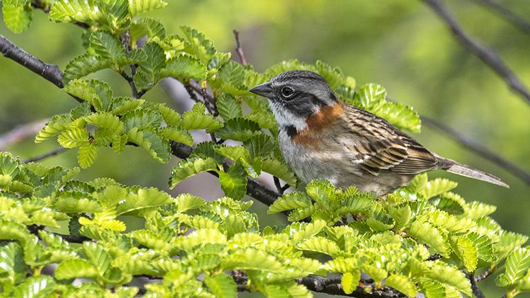 Rufous-collard Sparrow