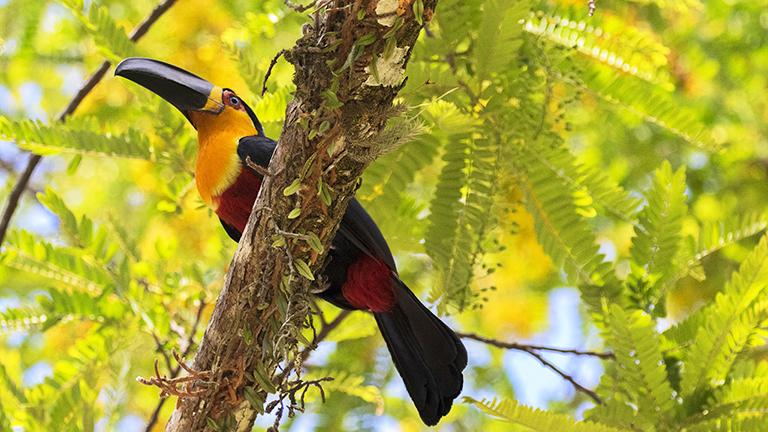 Channel-billed Toucan