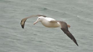 Albatross