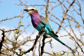 Lilac-breasted Roller Central Kruger South Africa